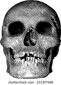 vector simple illustration with halftone line raster skull