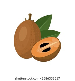 vector simple illustration of sapodilla fruit