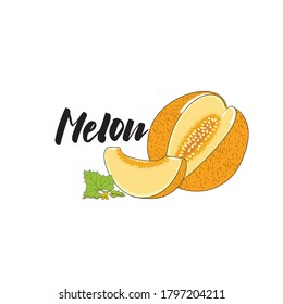 Vector simple isolated image of a melon, whole and lobes. An illustration of a melon in a dashed sketch with the title "melon".