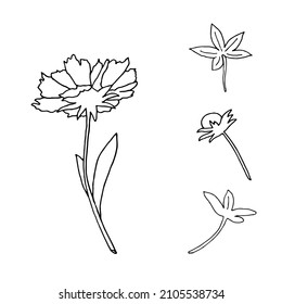Vector simple line flowers. Hand drawn illustration in graphic. Flower buds.Good for invitations,weddings,birthdays,patterns,poster