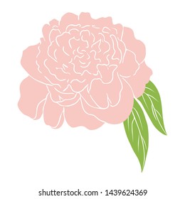vector Simple pink peony flower. colored sketch of flower. Hand drawn outline illustration of flowering peony. Graphic vector peony isolated on white backdrop peony hand drawn Flat floral illustration