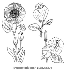 vector simple sketch of tulip,rose, tulip, hibiscus flower 