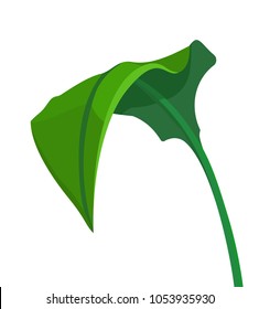 Vector simple style eucharis tropical plant single leaf eco illustration