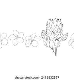 Vector simple tropical seamless summer border, pattern with flowers - proteas and plumeria. Hand drawn graphic ornament. Black circuit silhouette
