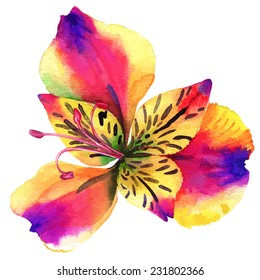 vector single alstroemeria flower. beautiful watercolor illustration. 