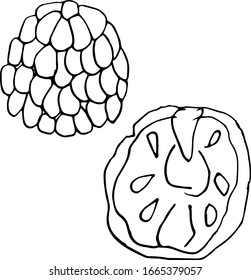 Vector único Annona squamosa. fruta exótica entera y en la sección.  Un boceto de fruta tropical está aislado en un fondo blanco. Dibujo estilo Doodle.  Ilustraciones para libros, diseño