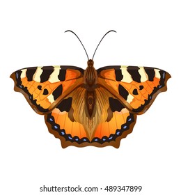 Vector single beautiful butterfly isolated on white background