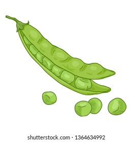 Vector Single Cartoon Green Peas Pod