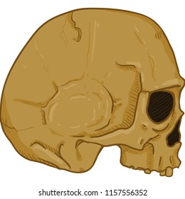 Vector Single Cartoon Illustration - Old Brown Human Skull. Side View.