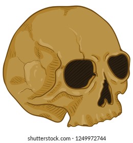 Vector Single Cartoon Illustration - Old Brown Human Skull