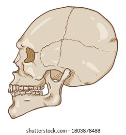 Vector Single Cartoon Illustration - White Human Skull. Side View.