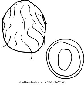 Vector single  coconut . Exotic fruit whole and in the section.  A sketch of a tropical fruit is isolated on a white background. Doodle style drawing.  Illustrations for books, design, coloring pages