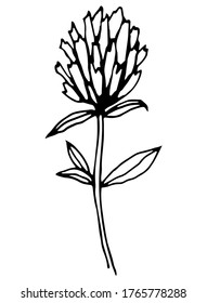 Un solo elemento vector. Ilustración floral con trébol de flores. Doodle dibujado a mano.
