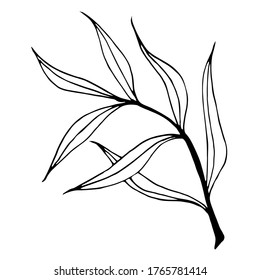 Vector single element. Floral Illustration with herb. Hand drawn doodle.