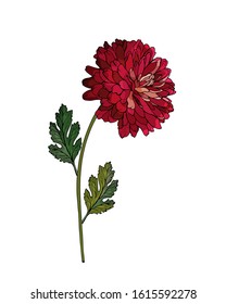 Vector single flower ruby chrysanthemum on branch with green leaves. Isolated on white. For realistic floral design, valentines day greeting cards, wedding invitations. Hand drawn. Stock illustration.