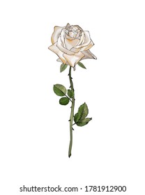 Vector single flower white rose on branch with green leaves. Isolated on white. For realistic floral design, valentines day greeting cards, wedding invitations. Hand drawn. Stock illustration.