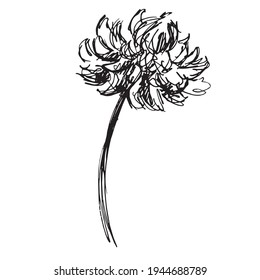 Flores de tinta única vectorial.  Plantas aisladas sobre fondo blanco. Dibujo de la mano de la ilustración, plantas florecientes imprimidas por la naturaleza. iconos cosméticos. decoración femenina y femenina. 