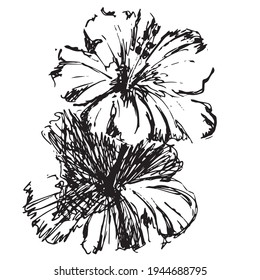 Flores de tinta única vectorial.  Plantas aisladas sobre fondo blanco. Dibujo de la mano de la ilustración, plantas florecientes imprimidas por la naturaleza. iconos cosméticos. decoración femenina y femenina. 