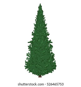 Vector Single Isolated Cartoon Pine Tree on White Background