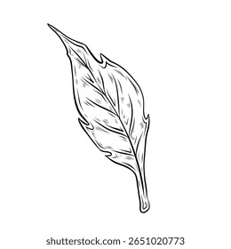 Vector single leaf isolated on white background. Vector illustration with fallen leaf. Drawn engraving graphics. Doodle style. Autumn illustration.