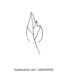 Vector single leaves hand drawn. A simple illustration of a doodle in black line art on a white isolated background. Design for prints, wrapping paper, wallpaper, packaging, cards and coloring.