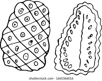 Vector single Morinda citrifolia . Exotic fruit whole and in the section.  A sketch of a tropical fruit is isolated on a white background. Doodle style drawing.  Illustrations for books, design