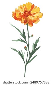 Vector Single orange Marigolds  flower is blooming on a thin green stem with accompanying green leaves