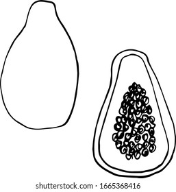 Vector single papaya . Exotic fruit whole and in the section.  A sketch of a tropical fruit is isolated on a white background. Doodle style drawing.  Illustrations for books, design, coloring pages