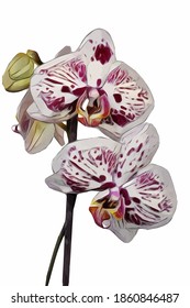 Vector of the single phalaenopsis orchid. Illustration of white and red orchid flower isolated on white background.
