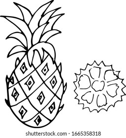 Vector single pineapple. Exotic fruit whole and in the section.  A sketch of a tropical fruit is isolated on a white background. Doodle style drawing.  Illustrations for books, design, coloring pages