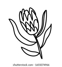 Protea individual vectora. Ilustración botánica de arte en línea negra en un fondo blanco aislado.Diseño para medios sociales, web, tarjetas, textiles, papel envolvente, embalaje, huellas, colorear.