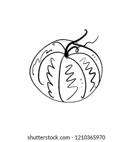 Vector single pumpkin line sketch, hand drawn illustration. Logo, label element