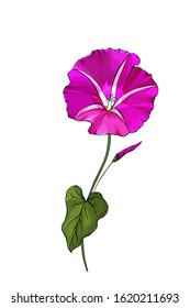 Vector single purple flower bindweed on stems with green leaves. Isolated on white. Hot pink Morning-glory for the design greeting cards, wedding invitation,textiles, wallpaper. Stock illustration.