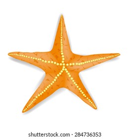 Vector Single Realistic Starfish Isolated on White Background.