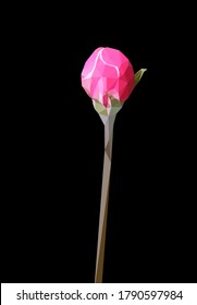 Flor de rosa única vectorial aislada sobre fondo negro. 
Brillante primavera soleado o verano diseño detallado y preciso en bajo estilo polaco. Elemento de diseño floral.