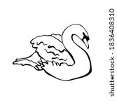 Vector single silhouettes of a Swan isolated on a white background. Icon of a Swan floating on the water. Vector illustration in black and white sketch style.  decorative birds. hand-drawn