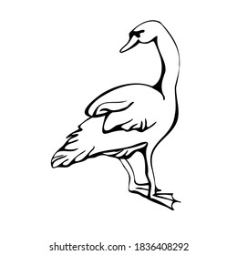 Vector single silhouettes of a Swan isolated on a white background. Full-length swans icon. Vector illustration in black and white sketch style.  decorative birds. hand-drawn