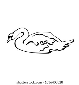 Vector single silhouettes of a Swan isolated on a white background. Icon of a Swan floating on a lake. Vector illustration in black and white sketch style.  decorative birds. hand-drawn