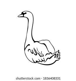Vector single silhouettes of a Swan isolated on a white background. Icon of a Swan floating on a lake. Vector illustration in black and white sketch style.  decorative birds. hand-drawn
