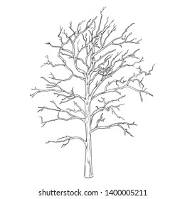 Vector Single Sketch Bare Tree