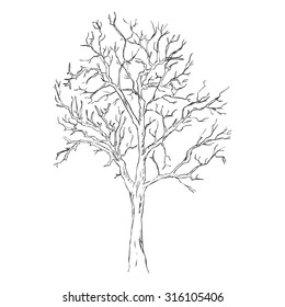 Vector Single Sketch Bare Tree
