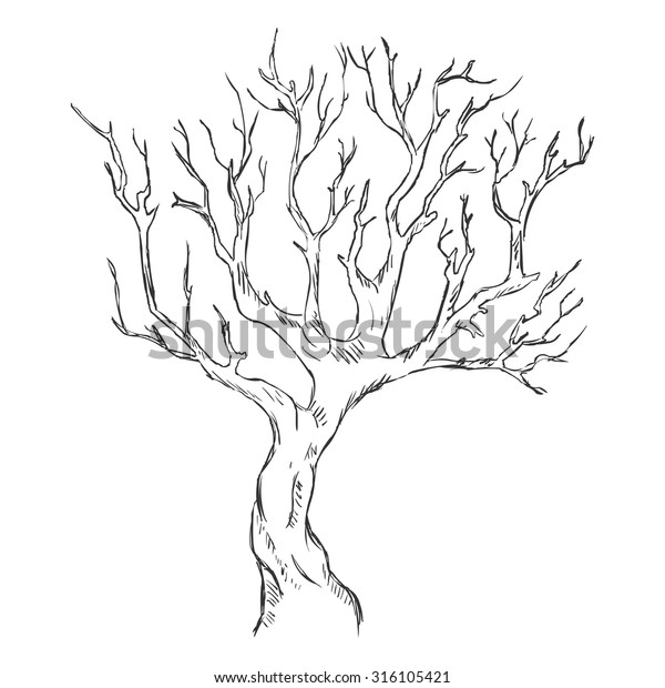 Vector Single Sketch Bare Tree Stock Vector (Royalty Free) 316105421 ...