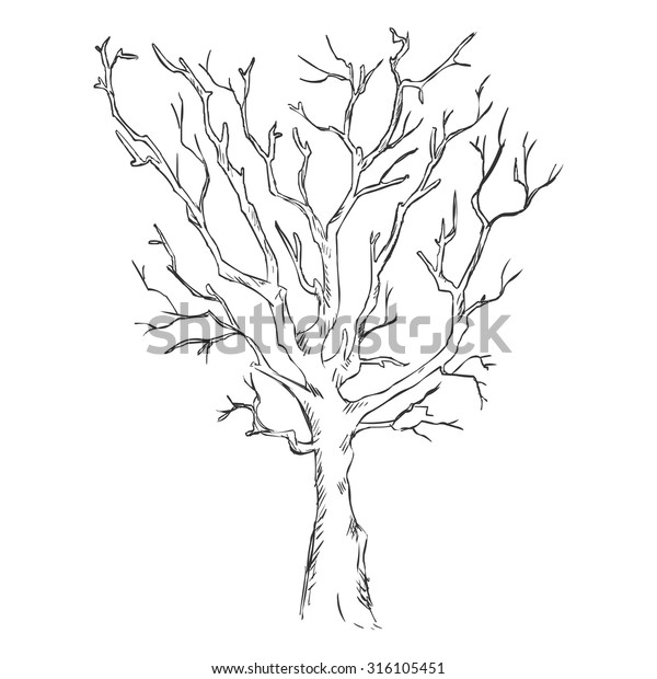 Vector Single Sketch Bare Tree Stock Vector (Royalty Free) 316105451