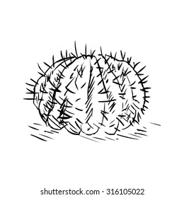 Vector Single Sketch Cacti