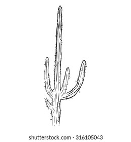 Vector Single Sketch Cacti