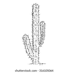 Vector Single Sketch Cacti