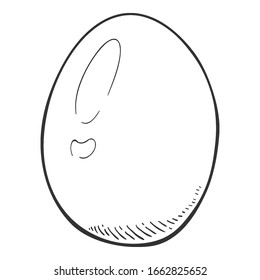 Vector Single Sketch Chicken Egg