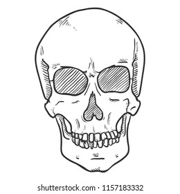 Vector Single Sketch Illustration - Human Skull. Front View.