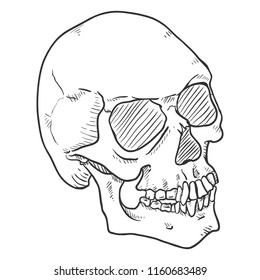 Vector Single Sketch Illustration - Human Skull. Head Bone.