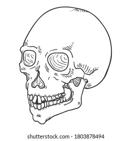 Vector Single Sketch Illustration - Human Skull. Head Bone.